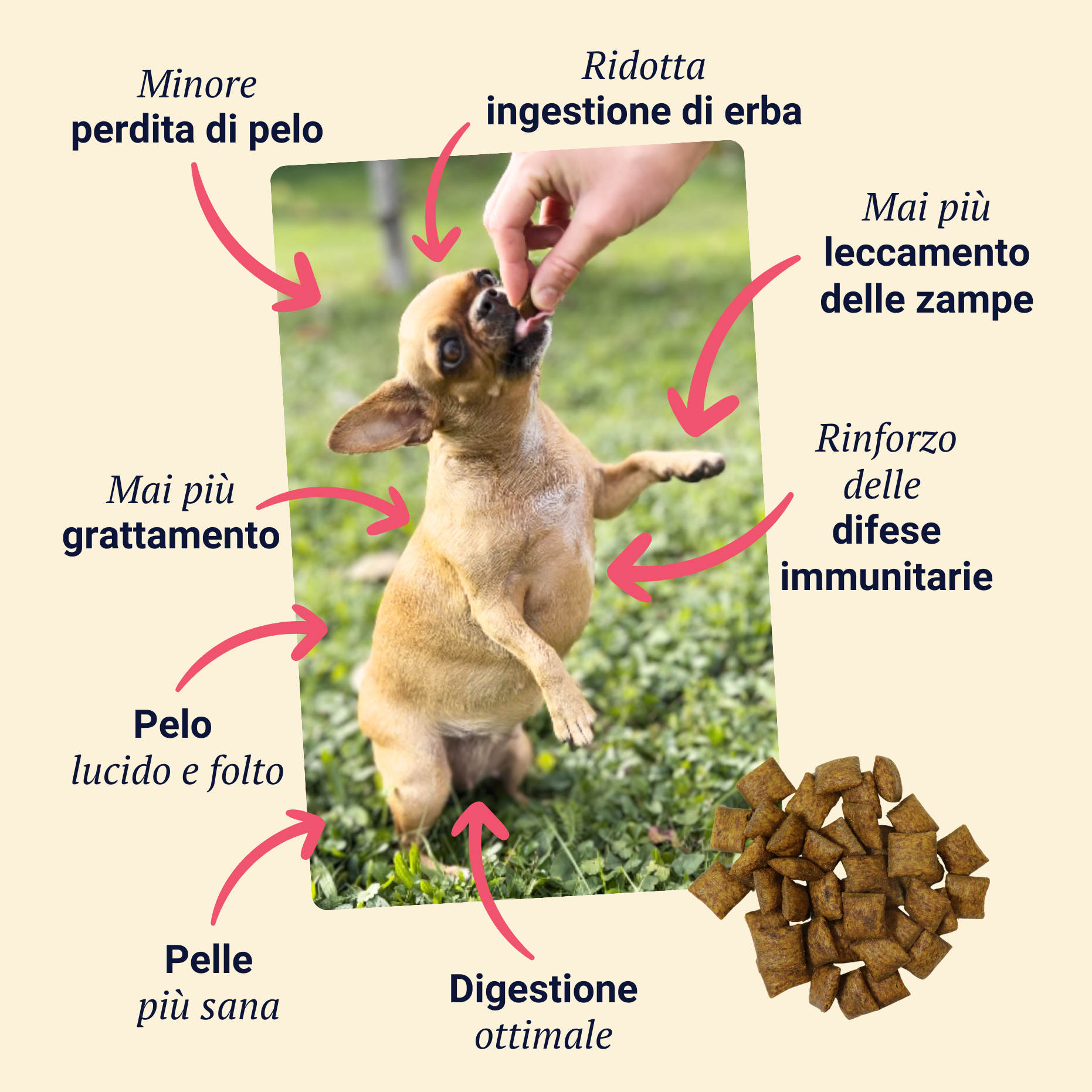 Belly Biotics (360 bocconcini)