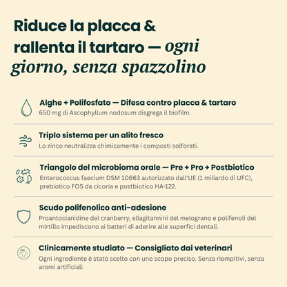 dentQR